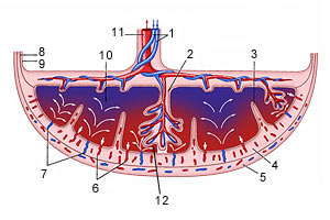 Схема структуры плаценты и маточно-плацентарного кровообращения