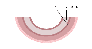 Схема строения плацентарного барьера