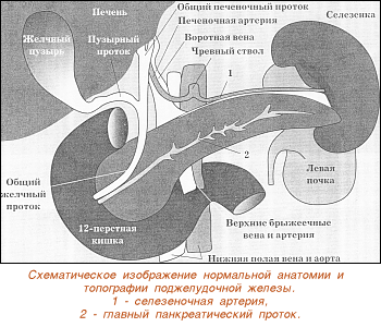 Схематическое изображение нормальной анатомии и топографии поджелудочной железы